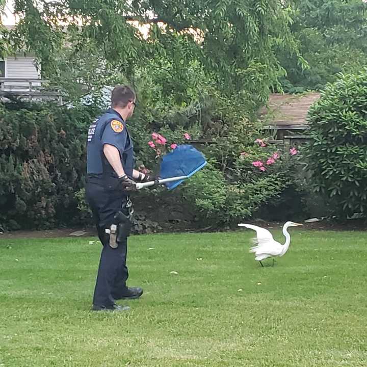 A Suffolk County officer attempts to save an injured egret.