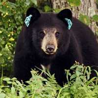 Bear Shot, Killed After Fatal Attack On Dog, CT State Police Say