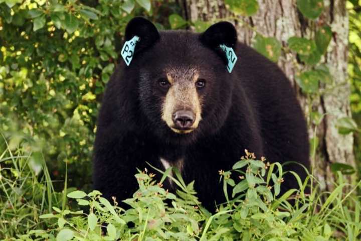 Fairfield County Town Sees Increase In Bear Sightings, Police Say