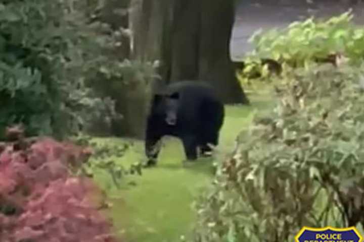 VIDEO: Police In Westchester Report Bear Sightings, Warn Against Feeding