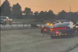 Cow Shot Dead On I-81 By PA State Police In Shippensburg