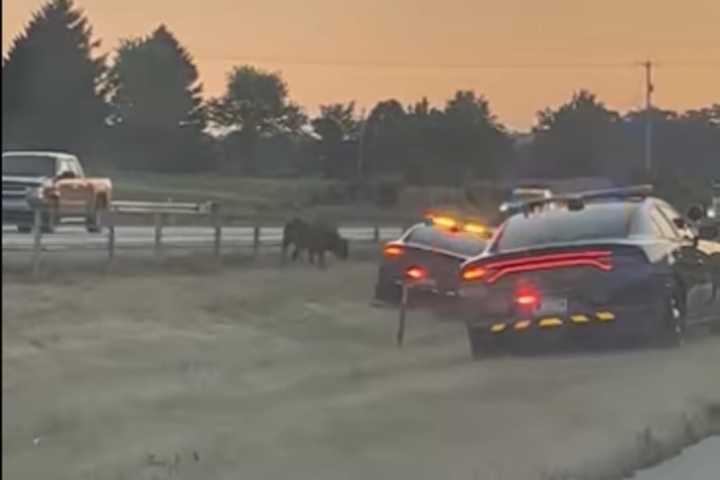 Cow Shot Dead On I-81 By PA State Police