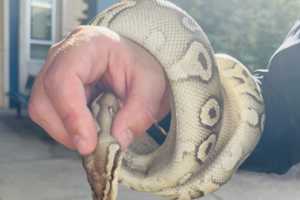 Python Found At Central PA School: Police