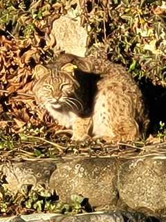 New Year Of Bobcat Sightings Starts In New Canaan: Here's What To Do If You Spot One, DEEP Says