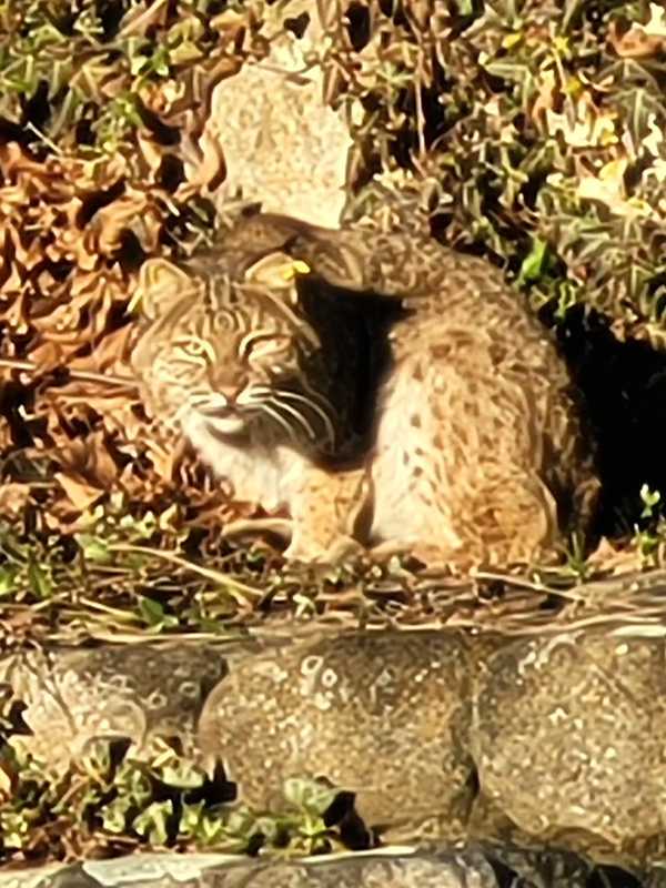 New Year Of Bobcat Sightings Starts In New Canaan: Here's What To Do If You Spot One, DEEP Says