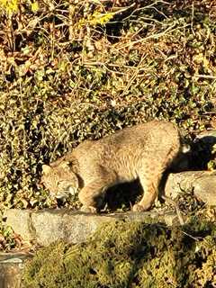 Residents Beware: Uptick In Bobcat Sightings In New Canaan