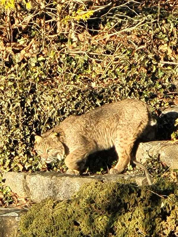 Residents Beware: Uptick In CT Bobcat Sightings