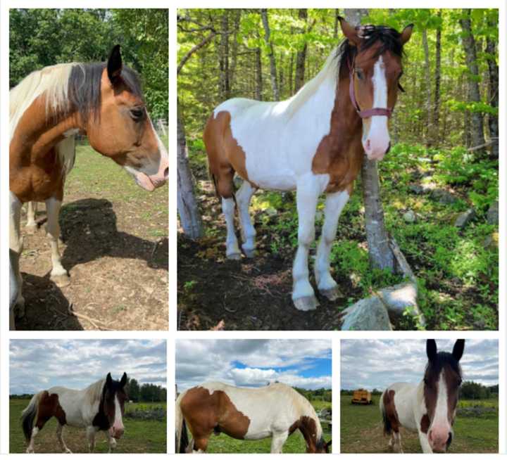 Batman the horse who was illegally taken from Maine and allegedly sold to a farm in Lancaster, PA, the owner&nbsp;Jaclyn Sutherland says.&nbsp;