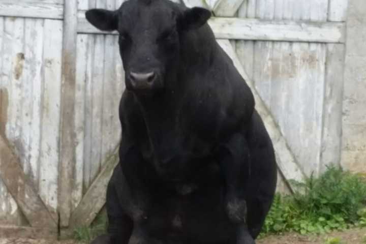 Branded Bull, 1500 Pound Angus, Stolen From Chambersburg Farm, State Police