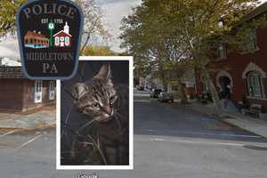 ANIMAL CRUELTY: Cat Shot In Face, Middletown Police Say