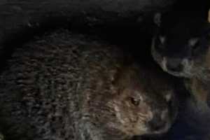 TWINS! Punxsutawney Phil Becomes Proud Papa Groundhog