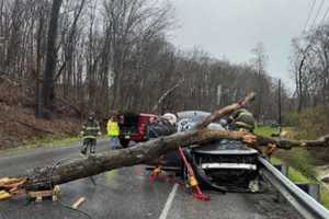 'Serious Injuries' Hospitalize 2 After Tree Falls On SUV: PA State Police (PHOTOS)