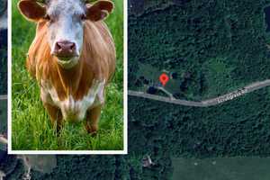 Bull Attack Kills Farmer, US Army Veteran: Officials