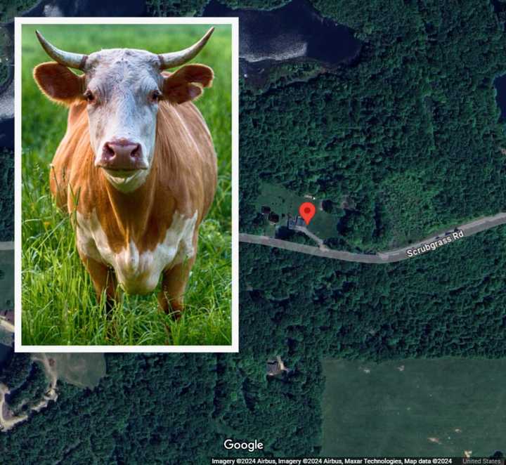 A bull similar to the ones on Rick Joy's property on Scrubgrass Road where one of his bulls fatally attacked him, authorities say.&nbsp;