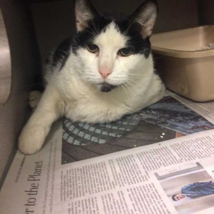 This cat was found on Central Avenue in Hartsdale.