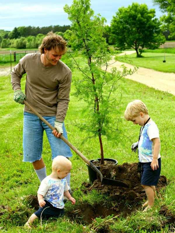 Free Flora: Westport Celebrates Arbor Day With Saplings