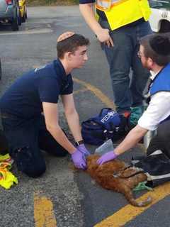Dozens Left Homeless, Five Cats Killed In Spring Valley Blaze