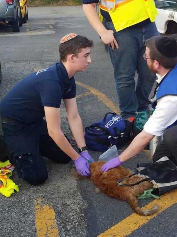 Dozens Left Homeless, Five Cats Killed In Spring Valley Blaze