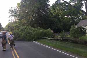 Downed Tree Takes Out Power Lines In Shelton