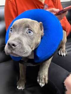 North Jersey Rescue Aids Puppy With Botched Ear Job Fighting Parvo