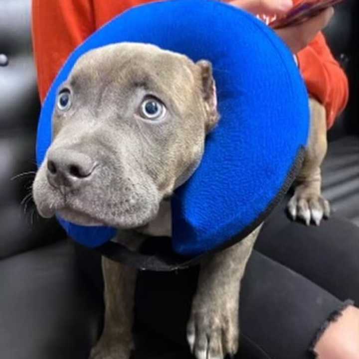 Ziggy — a pitbull puppy who is just three months old — is “fighting for his life” against Parvo, a deadly intestinal virus, according to the Ramapo-Bergen Animal Refuge Center, who took him in after a botched ear cropping surgery.