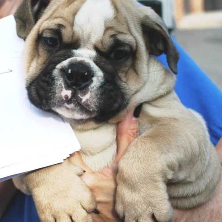 A bulldog being cared for at the Bergen County Animal Shelter in Teterboro, among the 26 found in a Garfield van.