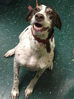 Do You Know This Dog? Redding Police Seek Owner Of Lost Pointer