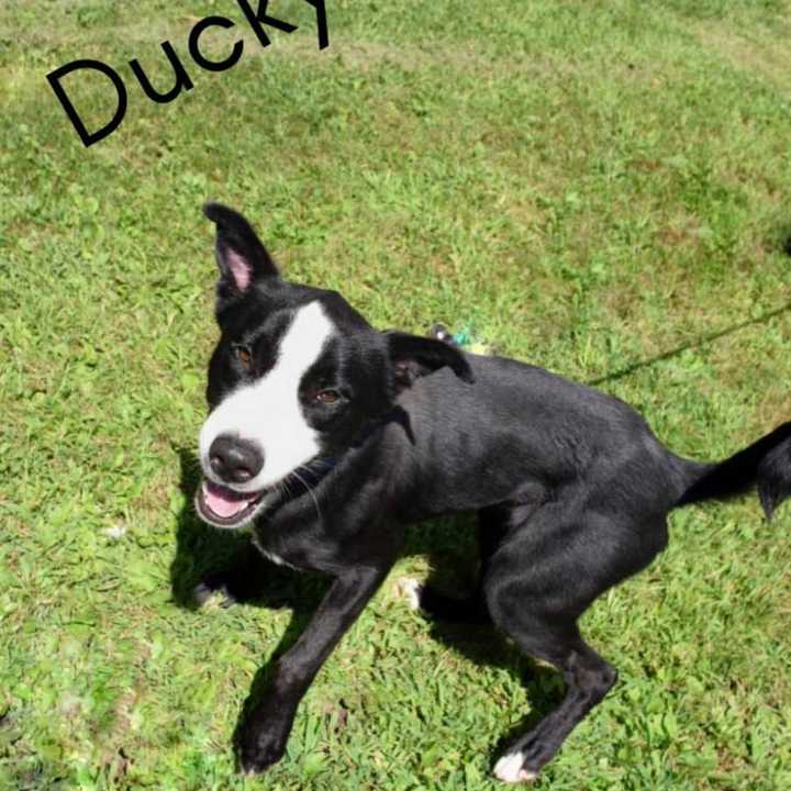 Ducky is one of the Dogs saved from Hurricane Harvey.