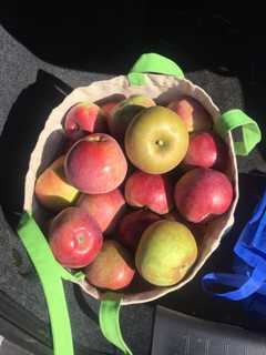 Here's Where To Go For Dutchess County's Best Apple, Pumpkin-Picking