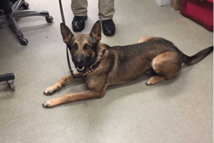 Port Jervis Police Honor K9 Officer During National Dog Week