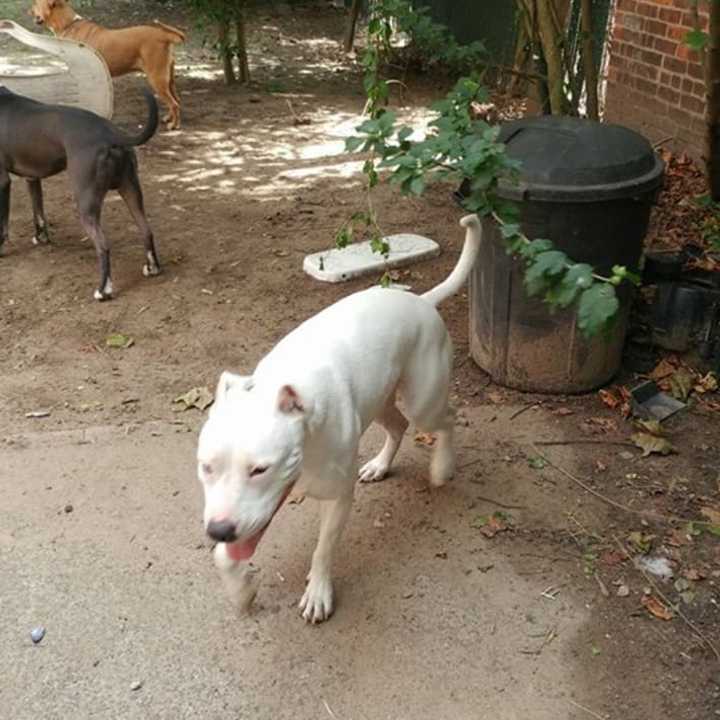 Former Fair Lawn ACO John Timmins&#x27; pit bull was shot and killed in September.