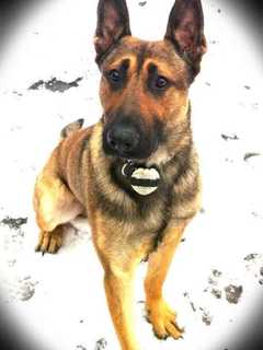 ‘No Stronger Bond:’ Beloved Bangor Police K9 Edo Dies Of Sudden Illness After 9 Years On Force