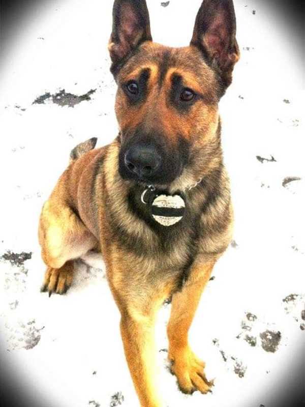 ‘No Stronger Bond:’ Beloved Bangor Police K9 Edo Dies Of Sudden Illness After 9 Years On Force