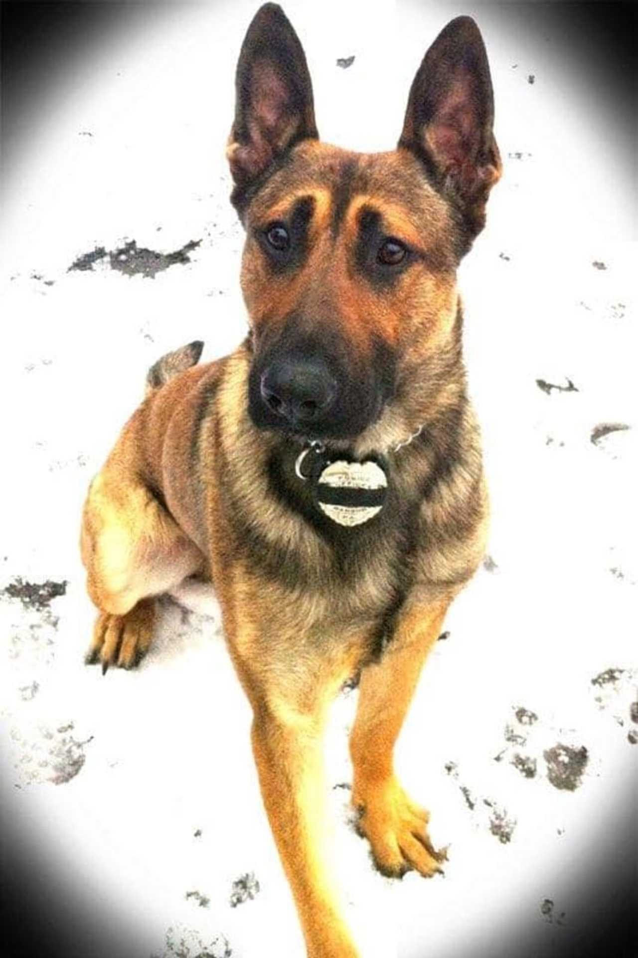 ‘No Stronger Bond:’ Beloved Bangor Police K9 Edo Dies Of Sudden Illness ...