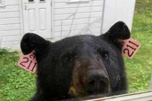 Beloved 'Bear 211' Struck, Killed By Vehicle In Fairfield County