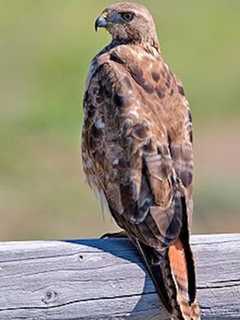 Angry Bird: 'Agitated' Hawk Captured After Attacks Injure Two In Fairfield County