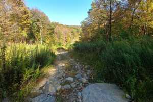 Woman, Dog Injured In Separate Coyote Attacks, Ramapo Reservation Closed