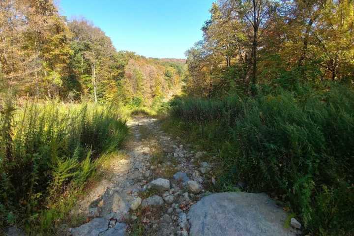 Woman, Dog Injured In Separate Coyote Attacks, Ramapo Reservation Closed