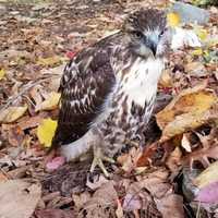 <p>Clarkstown Police rescued an injured hawk in New City.</p>