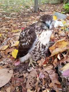 Bird's The Word: Police Rescue Injured Hawk In New City