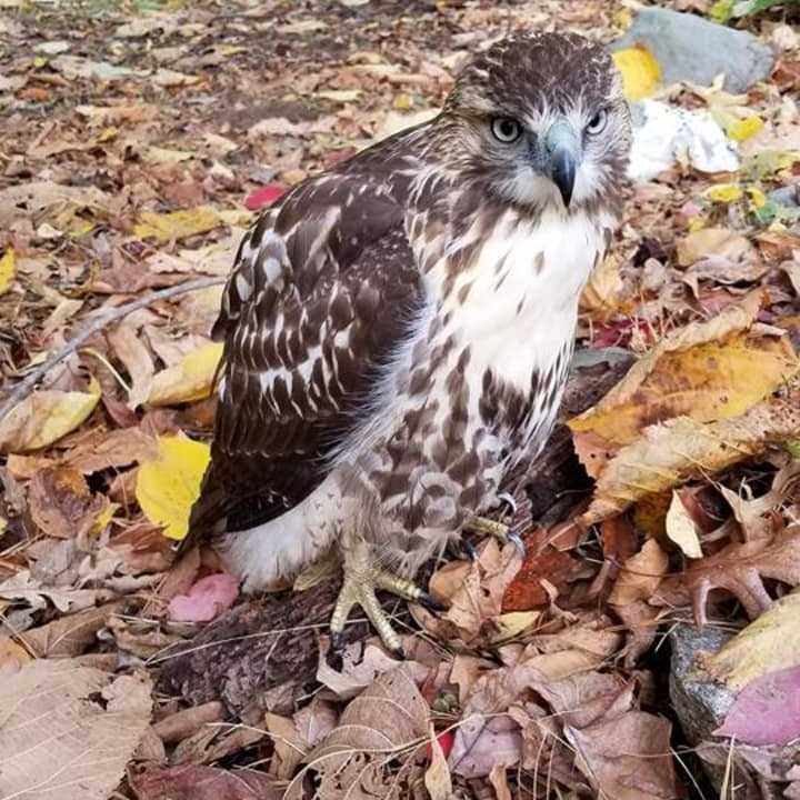 Clarkstown Police rescued an injured hawk in New City.