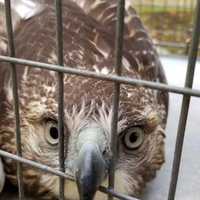 <p>Clarkstown police managed to rescue an injured hawk in New City.</p>