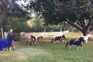 300-Pound Shetland Pony Rescued From In-Ground Pool In Fairfield