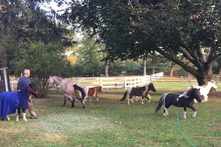 300-Pound Shetland Pony Rescued From In-Ground Pool In Fairfield