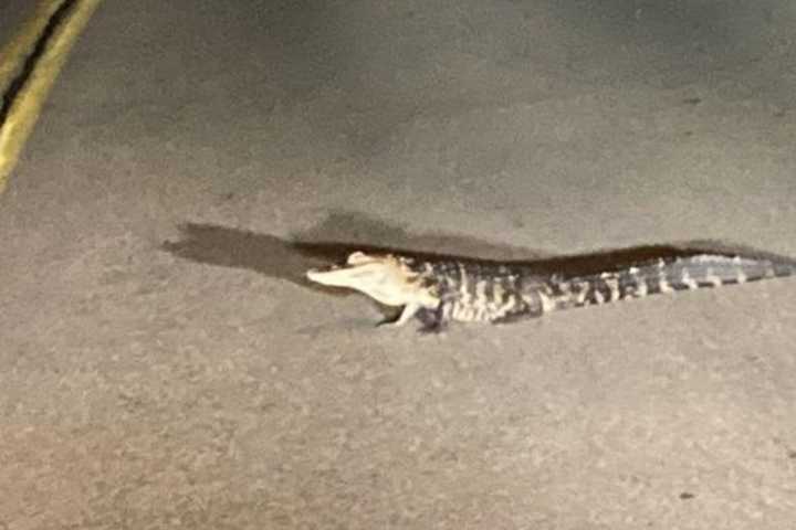 3-Foot Alligator On The Loose In PA