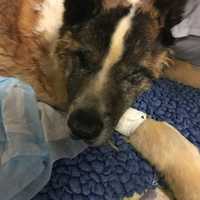 <p>The people who brought the Akita to the animal hospital gave conflicting stories, then abruptly left, authorities said.</p>