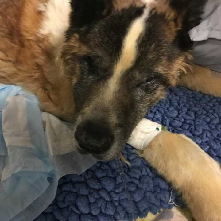 The people who brought the Akita to the animal hospital gave conflicting stories, then abruptly left, authorities said.