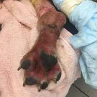 <p>The dog was &quot;covered in mud, soaking wet, with a swollen hind leg and wound that might suggest a tether of some type.&quot;</p>