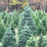 <p>Trees at Battenfeld&#x27;s Christmas Tree Farm in Red Hook.</p>