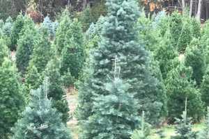 Dutchess County: Here Are The Best Places To Cut Your Own Christmas Tree